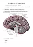 Imagine document Neurotransmițători
