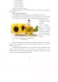 Imagine document Analiza eficienței economice în cadrul unei unități de procesare a uleiurilor vegetale