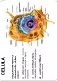 Imagine document Celula și țesuturi
