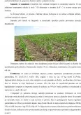Imagine document Managementul activităților în exploatația agricolă Mosteanu, comuna Schitu, județul Olt