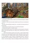 Imagine document Calcarele pădurile virgine și din masivul Buila - Vânturarița