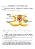 Imagine document Aparatul genital feminin